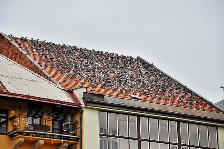 A2B Pest Control are able to install spikes to deter birds from roofs in Newton Abbot. 