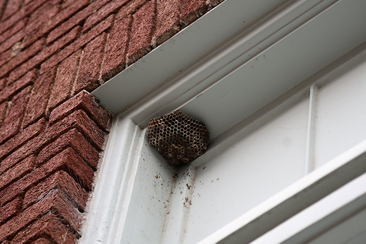 We provide a wasp nest removal service for domestic and commercial properties in Newton Abbot.